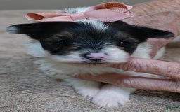 Yorkshire Terrier dogs for sale: Pappy Parti Girl - Image 3