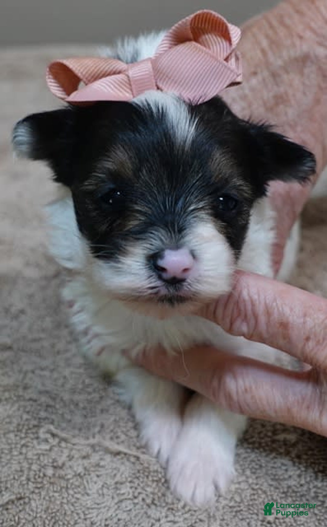 Yorkshire Terrier dogs for sale: Pappy Parti Girl - Image 3