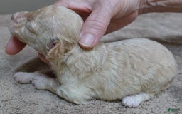 Toy Poodle dogs for sale: Zylo - Image 20