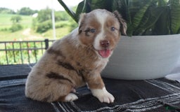 Australian Shepherd dogs for sale: Danny - Image 2