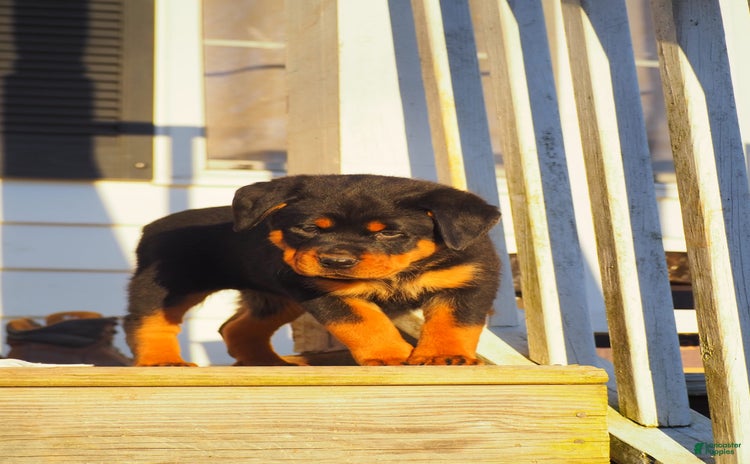 Rottweiler dogs - Advert 38
