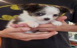 Chihuahua dogs for sale: Gunner - Image 3