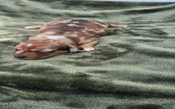 Miniature Dachshund dogs for sale: Flynn - Image 2