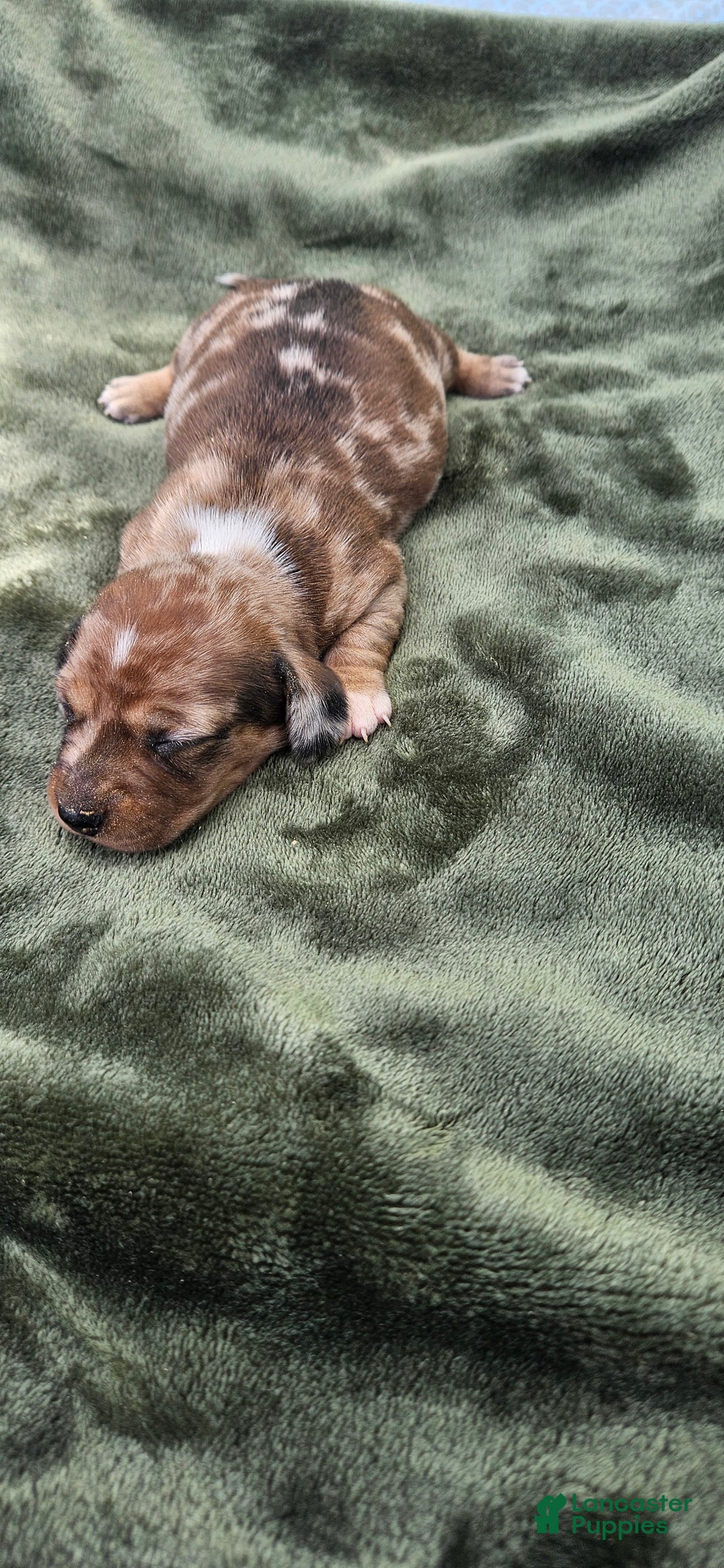 Miniature Dachshund dogs for sale: Flynn - Image 2
