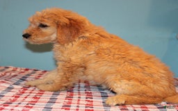  dogs for sale: Mini Goldendoodle 5 puppies - Image 24