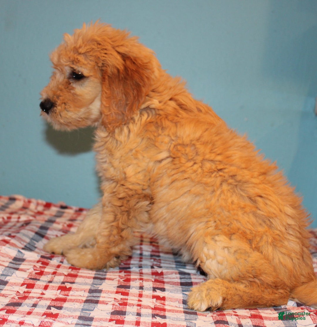  dogs for sale: Mini Goldendoodle 5 puppies - Image 24