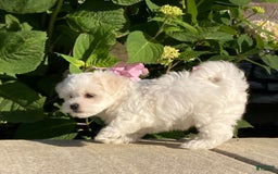 Coton De Tulear dogs for sale: Button - Image 19