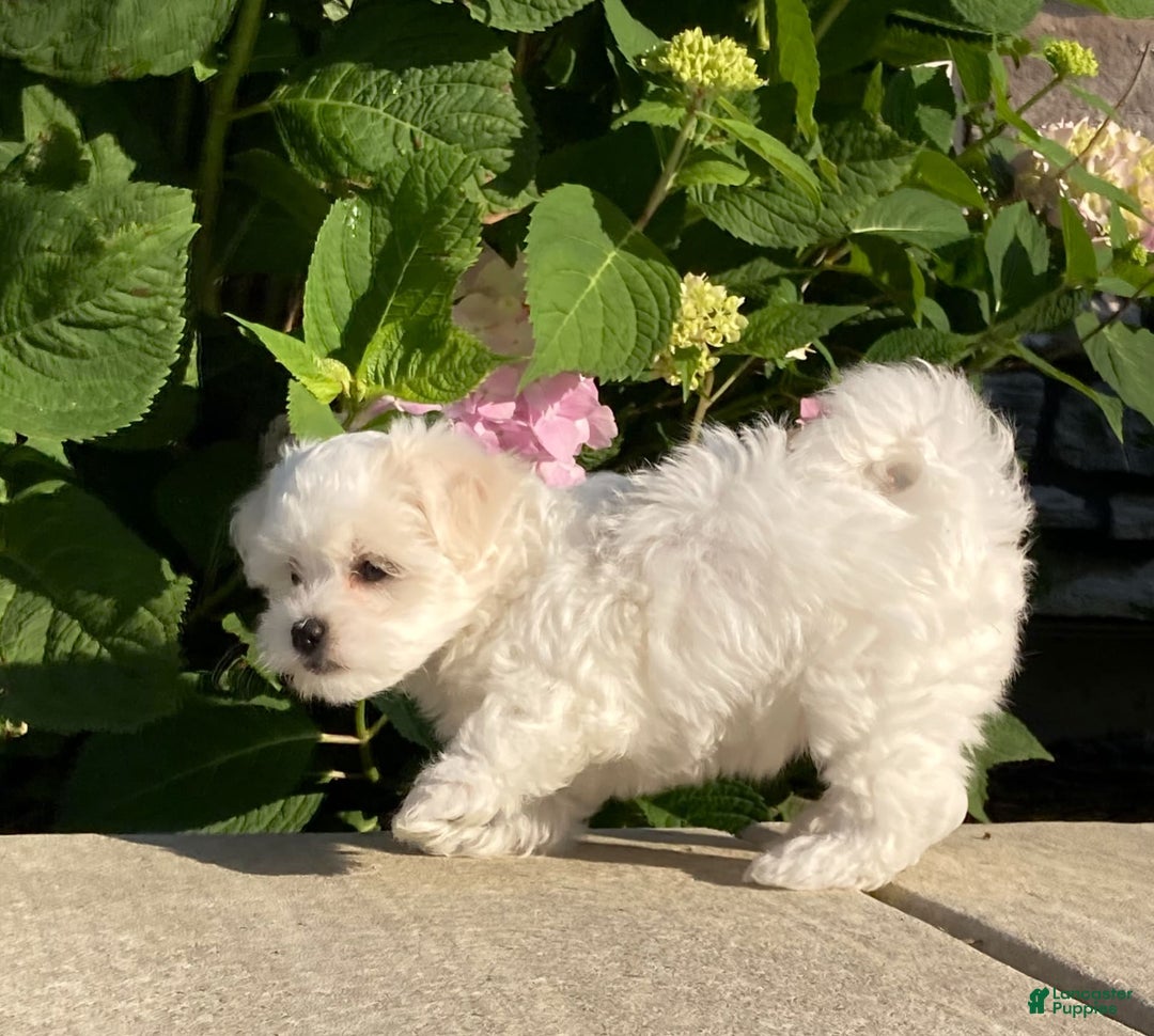 Coton De Tulear dogs for sale: Button - Image 19