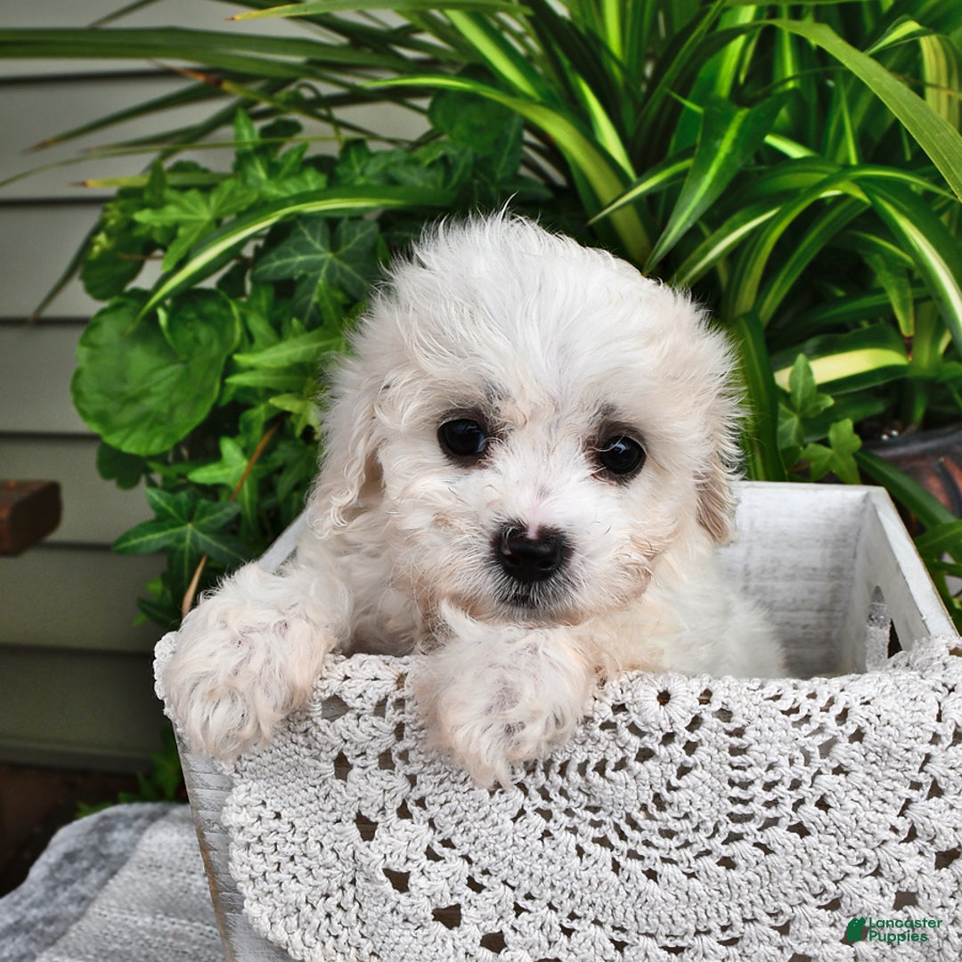 Cavachon dogs for sale: Maggie - Image 7