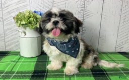 Shih Tzu dogs for sale: Simba - Image 3