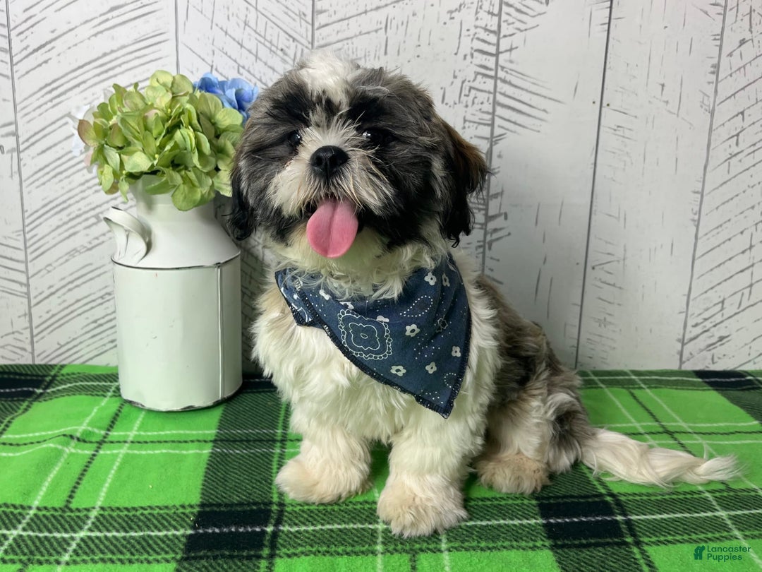 Shih Tzu dogs for sale: Simba - Image 3
