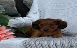 Miniature Dachshund dogs for sale: Max - Image 8