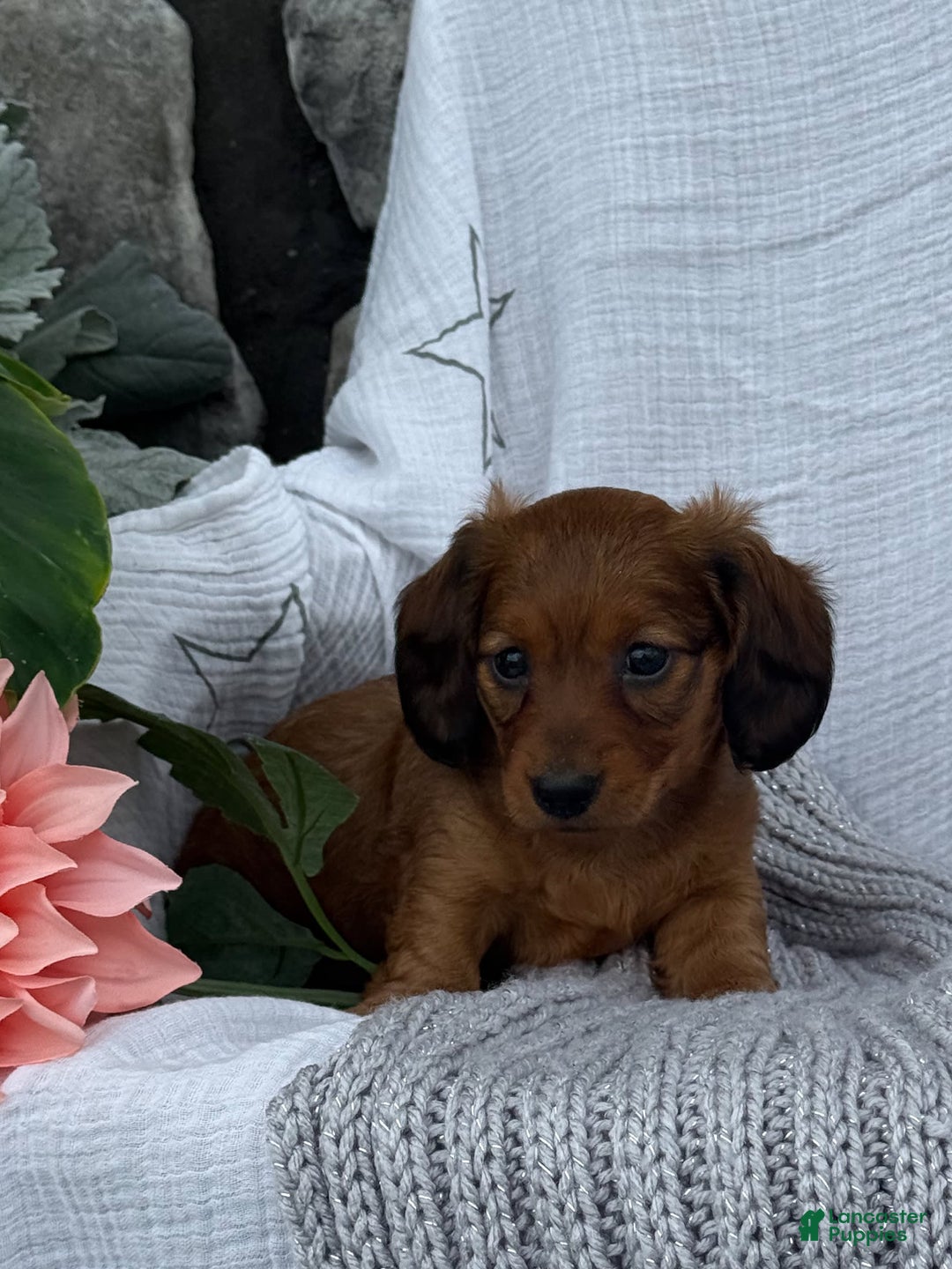 Miniature Dachshund dogs for sale: Max - Image 8