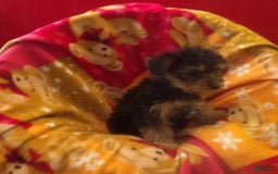 Yorkshire Terrier dogs for sale: Nova - Image 5