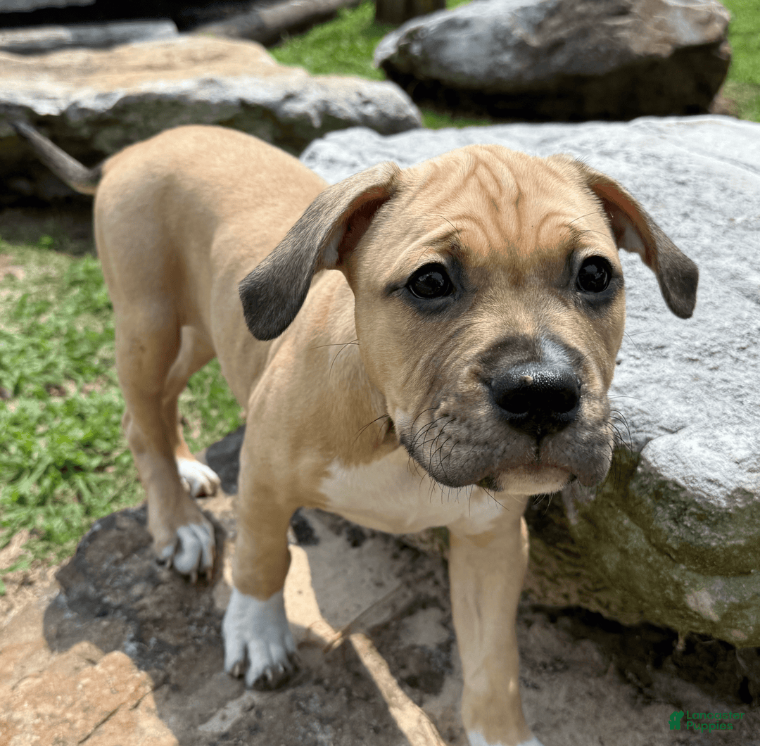 American Pit Bull Terrier dogs for sale: Pincess - Image 3