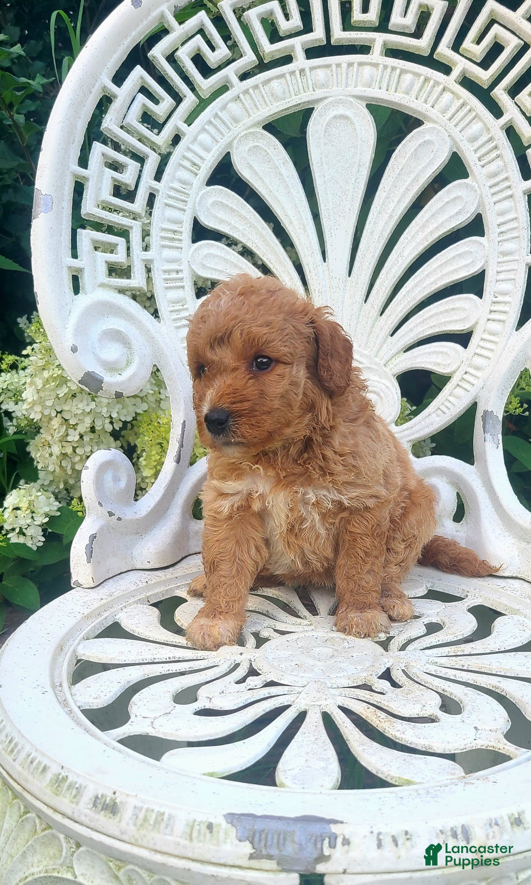 Mini Goldendoodle dogs for sale: Cupcake - Image 2