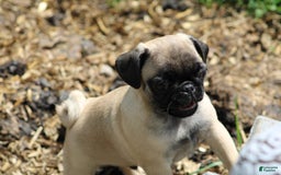 Pug dogs for sale: Pug 3 puppies - Image 6
