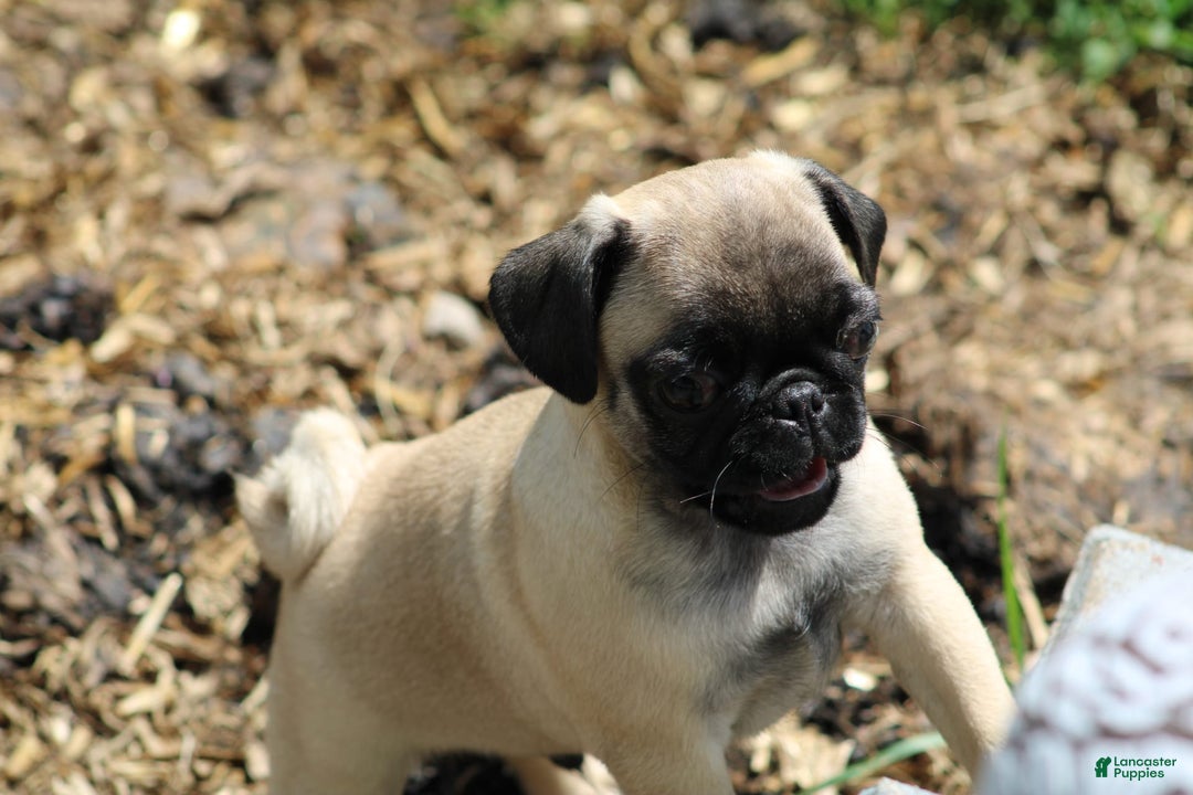 Pug dogs for sale: Pug 3 puppies - Image 6