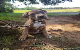American Bully dogs for sale: Diesel - Image 4