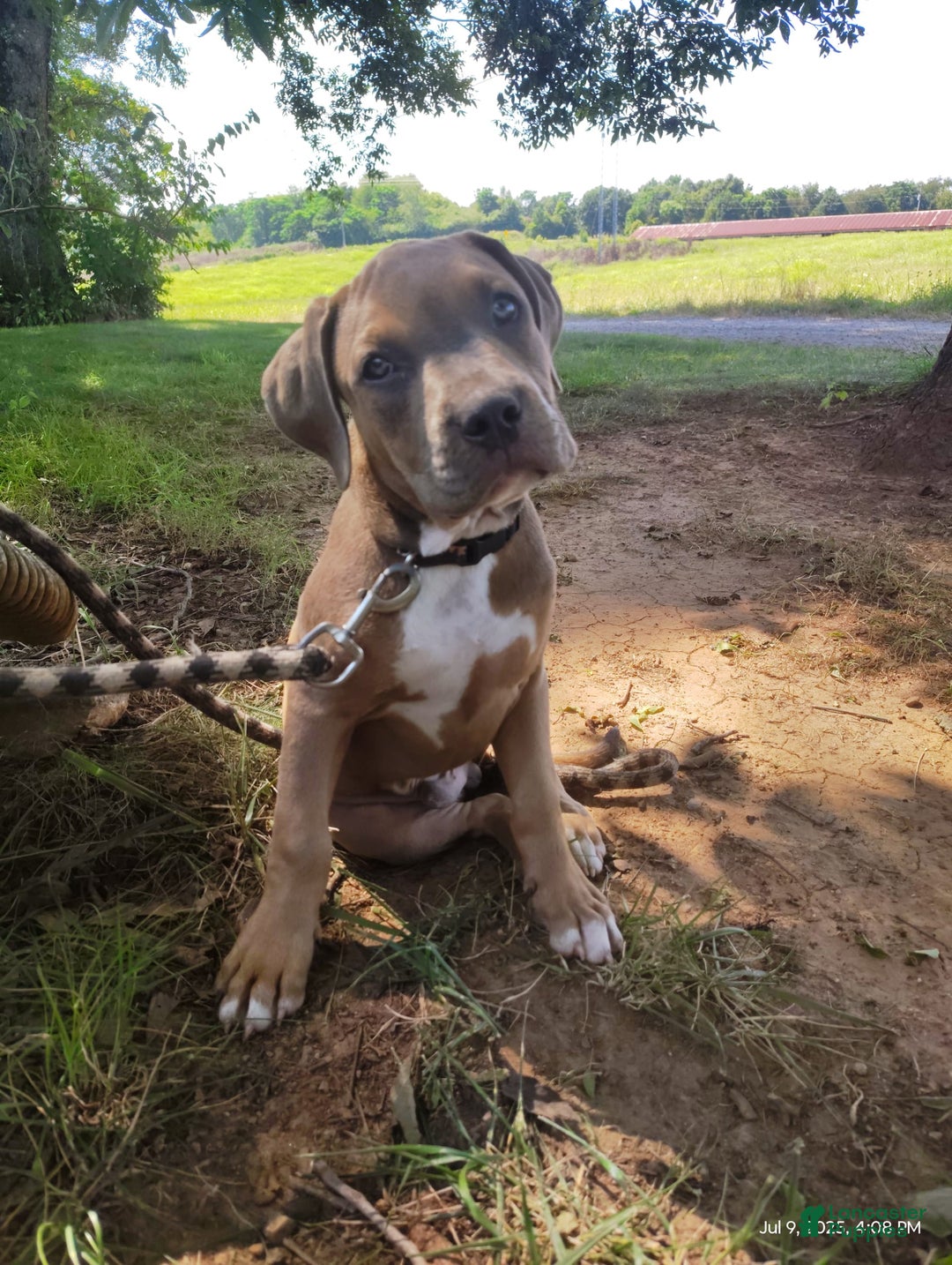 American Bully dogs for sale: Diesel - Image 4