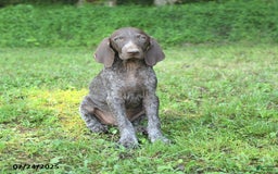 German Shorthaired Pointer dogs for sale: Rascal - Image 1