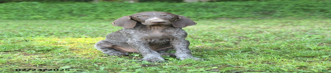 Rascal