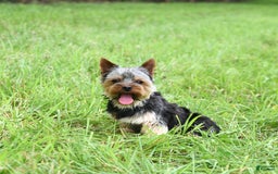 Yorkshire Terrier dogs for sale: D Awesome Blue Amulet - Image 2