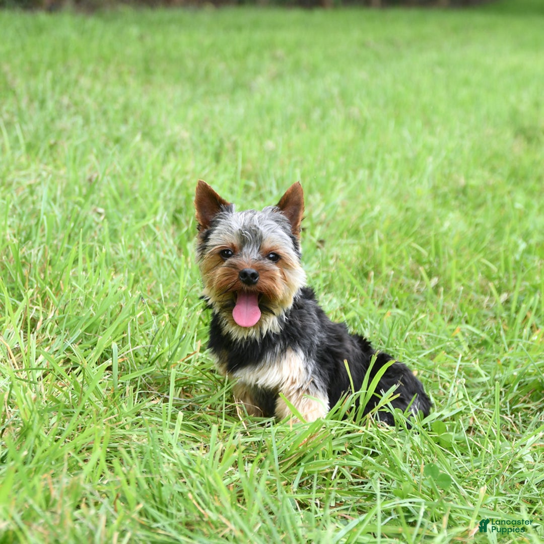 Yorkshire Terrier dogs for sale: D Awesome Blue Amulet - Image 2