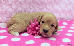 Cockapoo dogs for sale: Lydia - Image 2