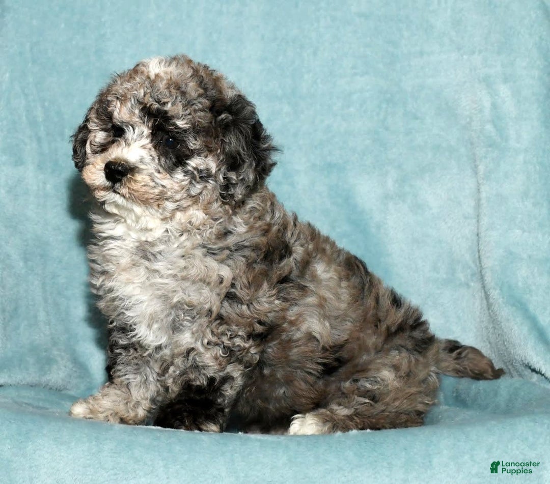 Bichpoo dogs for sale: Minnie - Image 1