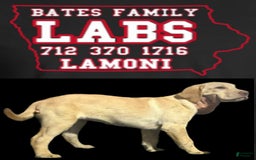 Labrador Retriever dogs for sale: Pop - Image 2
