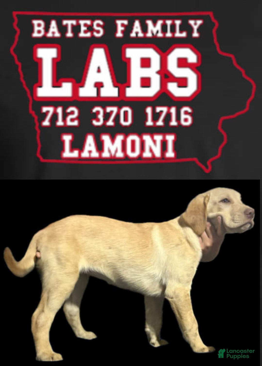 Labrador Retriever dogs for sale: Pop - Image 2