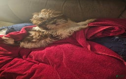 Shih Tzu dogs for sale: Not Named - Image 10