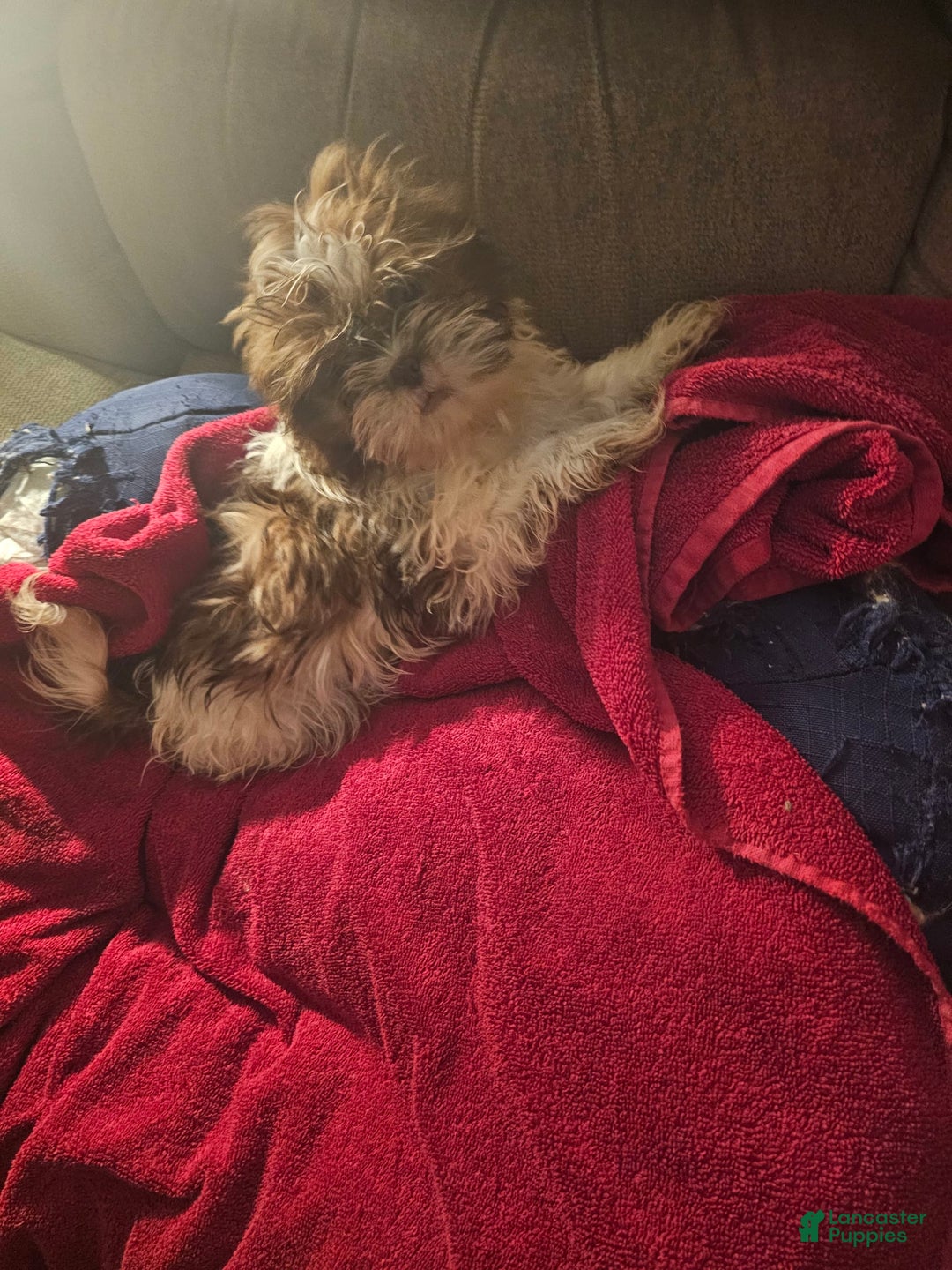 Shih Tzu dogs for sale: Not Named - Image 10