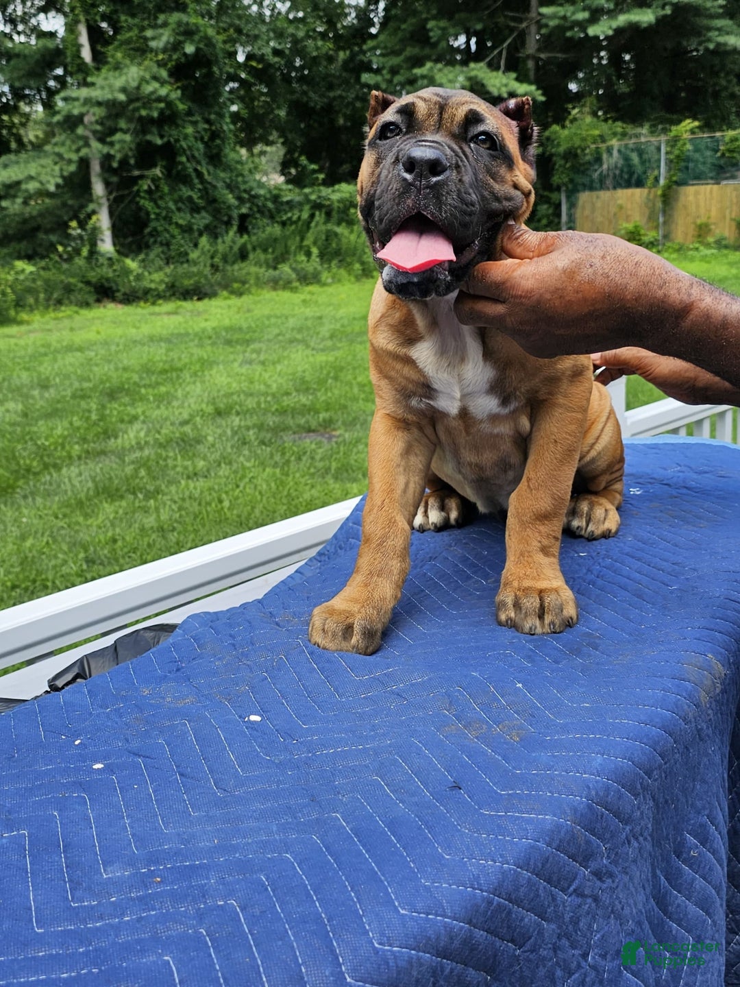 Cane Corso dogs for sale: Coco - Image 8