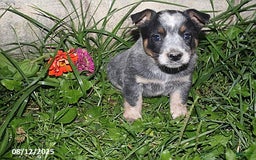 Australian Cattle Dog dogs for sale: Titus - Image 2