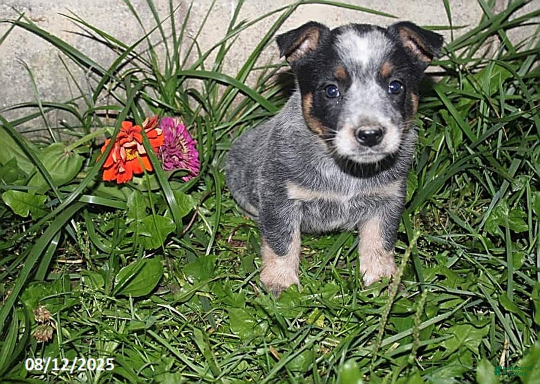 Australian Cattle Dog dogs for sale: Titus - Image 2
