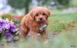 Maltipoo dogs for sale: Dewey - Image 2