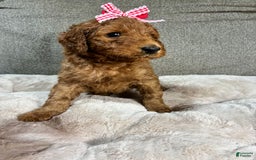 Mini Goldendoodle dogs for sale: Summer - Image 3