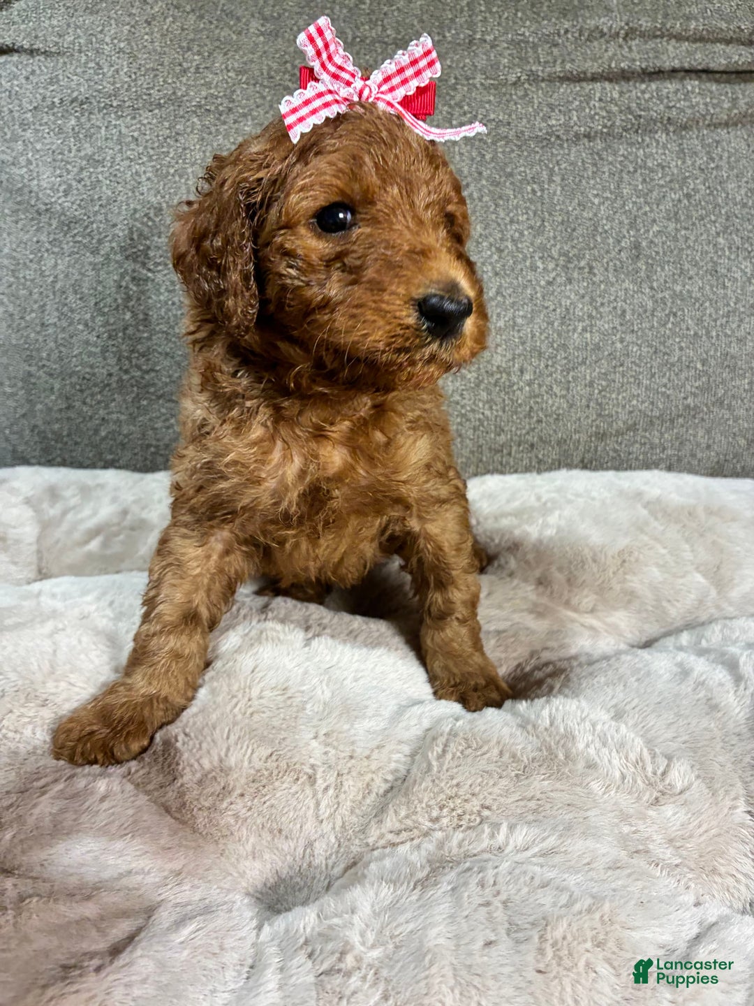 Mini Goldendoodle dogs for sale: Summer - Image 3