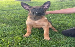 Belgian Malinois dogs for sale: Denny - Image 4