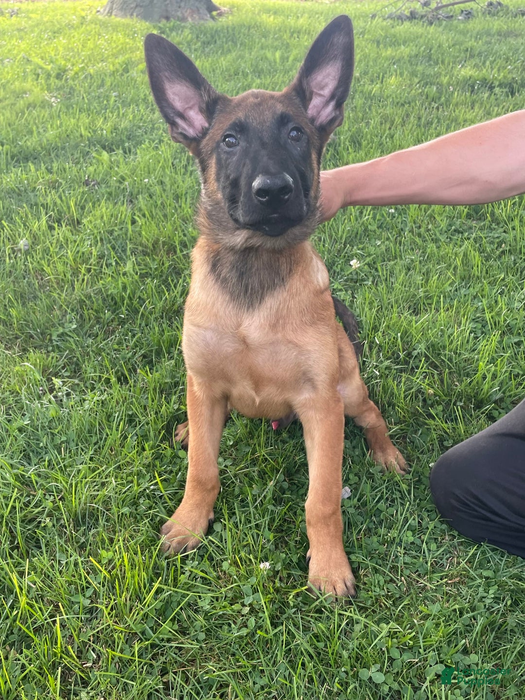 Belgian Malinois dogs for sale: Denny - Image 4