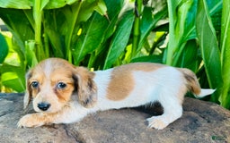 Miniature Dachshund dogs for sale: Reba LH - Image 1