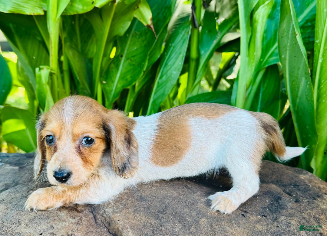 Miniature Dachshund dogs for sale: Reba LH - Image 1