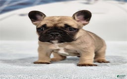 French Bulldog dogs for sale: Mini - Image 3