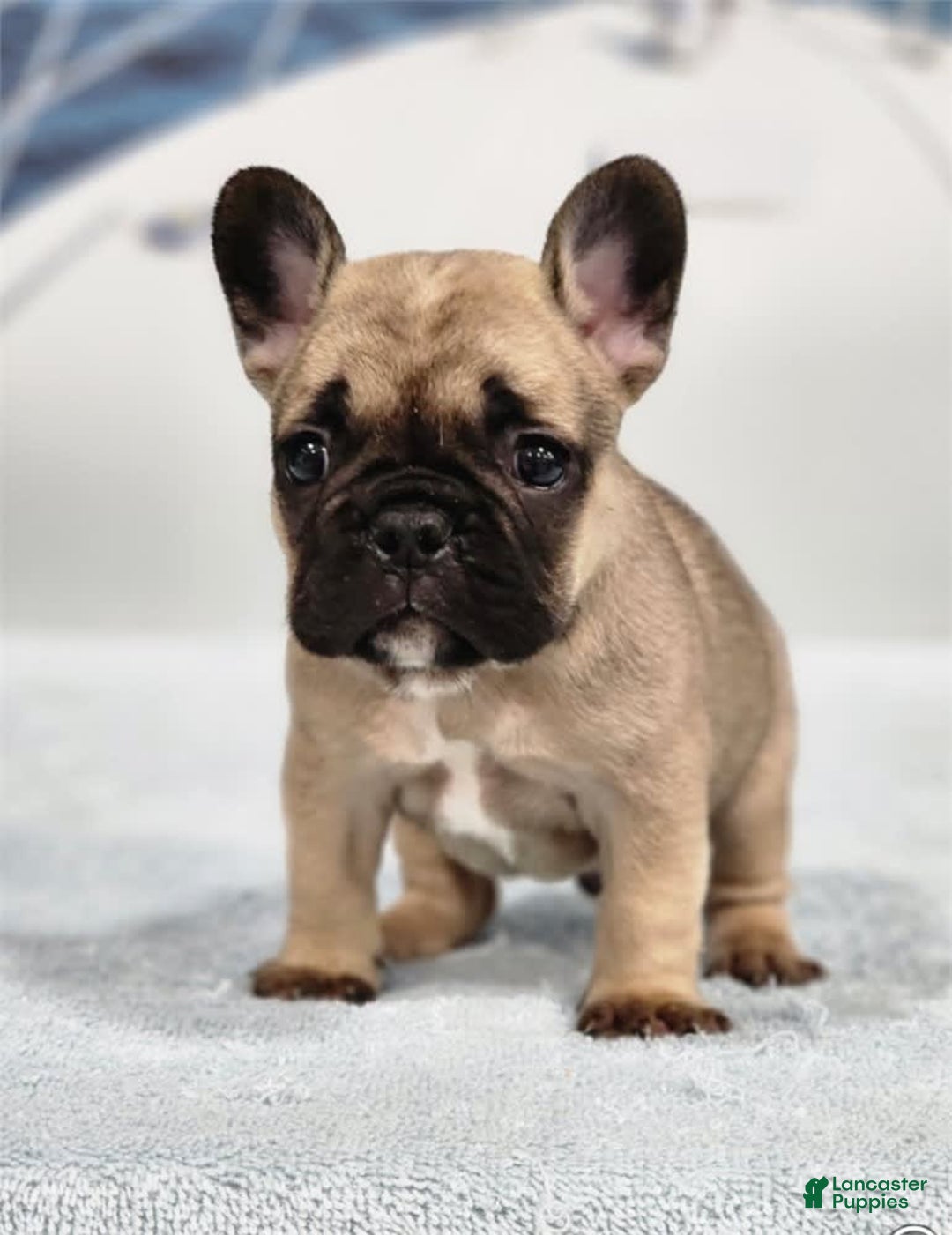 French Bulldog dogs for sale: Mini - Image 3