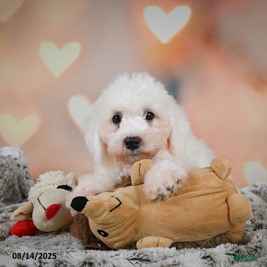Bichon Frise dogs for sale: Boliver - Image 4