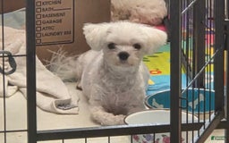 Maltese dogs for sale: Puff - Image 5