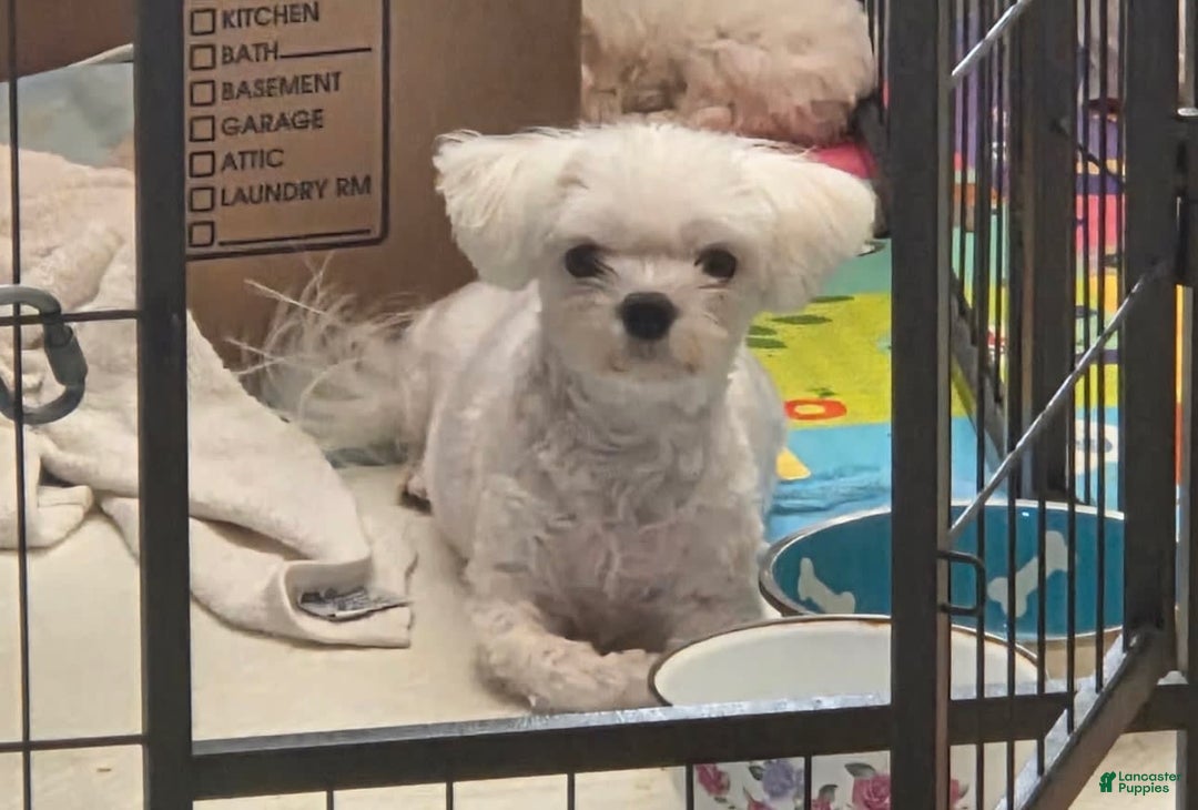 Maltese dogs for sale: Puff - Image 5