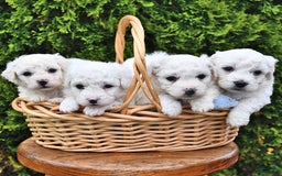 Bichon Frise dogs for sale: Alfred - Image 1